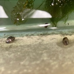 モノアラガイ？サカマキガイ？の画像