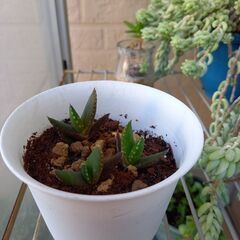Aya多肉植物アロエノビリス200円