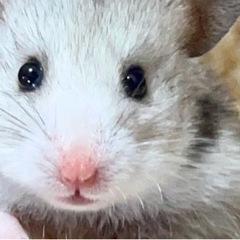 生後2ヶ月ゴールデンハムちゃん4匹　里親募集