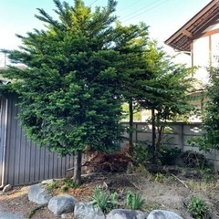 庭木　さざんか？　つばき？　タラの芽　たらのめ　
