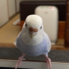 セキセイインコを探しています！