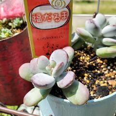 ☆多肉植物　福だるま（カット）