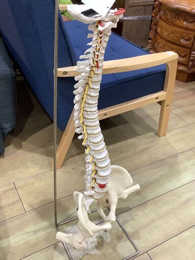 【トレファク花小金井店】人体模型/脊髄模型/スタンド付/ 格安/武蔵野市 小平市 小金井市 国分寺市 杉並区 買取 販売