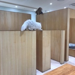 5月24日オーパの猫カフェ一緒に行ける方 - 渋川市