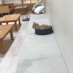 5月24日オーパの猫カフェ一緒に行ける方 − 群馬県