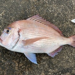釣り仲間募集してます！ - 鯖江市