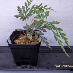 ベゴニア　ポリロエンシス