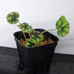 ベゴニア  ボウエレニグラマルガ