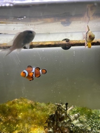 カクレクマノミ、デバスズメダイ、マンジュウイシモチ2