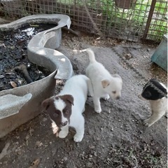 猟犬と甲斐犬の雑種 - 久留米市