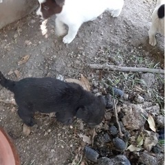 猟犬と甲斐犬の雑種 - 里親募集