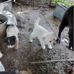 猟犬と甲斐犬の雑種 − 福岡県