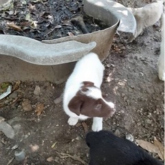 猟犬と甲斐犬の雑種 - 犬