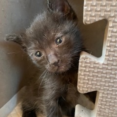 急募！黒猫の赤ちゃん