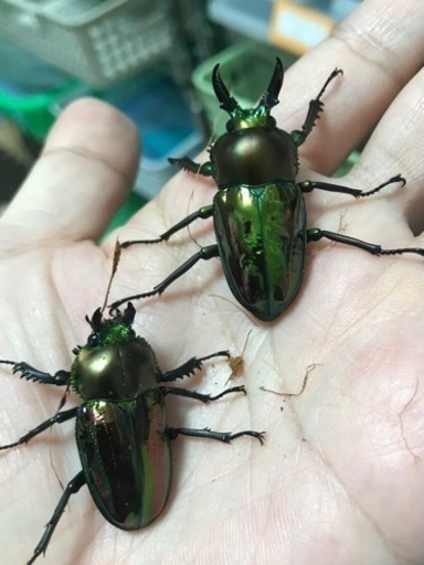 ニジイロクワガタ ペア（小型）