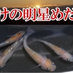 明けの明星めだか稚魚の画像