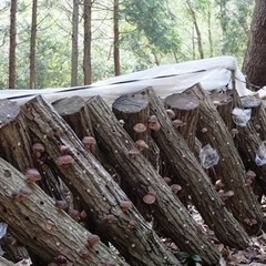 椎茸栽培をする為のホダ木を探しています！