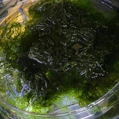 水草　ウィローモスと浮草(アマゾンフロッピー、サルビニアククラータ)