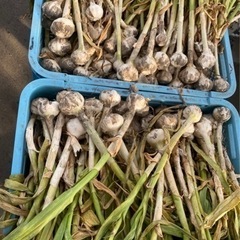 新物ニンニク　10個1500円
