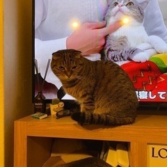 里親さん探して居ます　1