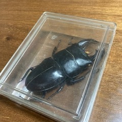 スマトラクワガタ　標本の画像