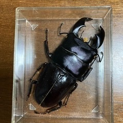 スマトラクワガタ　標本