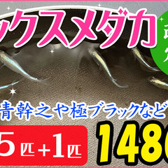 一旦終了《 特価！》 めだかミックス　15匹 + おまけ1匹【 ...