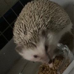 【ください】ハリネズミの写メ　or ハリネズミの可愛いエピソード