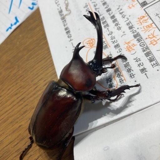 カブトムシ　スーパーレッド血統