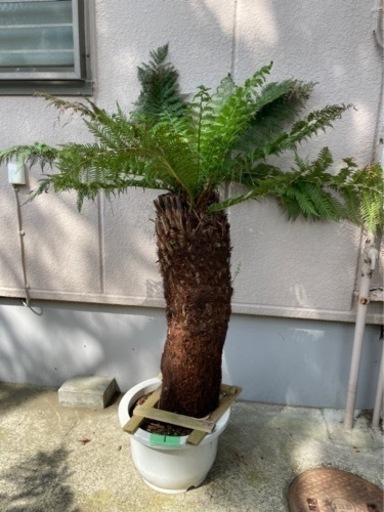 ディクソニア【引き取り限定】　No.1 小サイズ