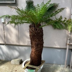 ディクソニア【引き取り限定】 No.1 小サイズ