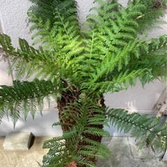 ディクソニア【引き取り限定】 No.1 小サイズ