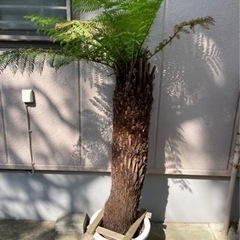 ディクソニア【引き取り限定】 No.2中サイズ