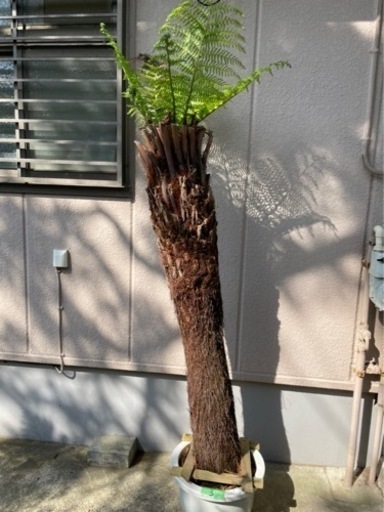 ディクソニア【引き取り限定】　No.3 大サイズ