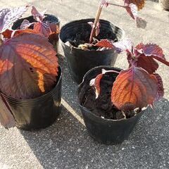 赤じそ　苗　一株20円
