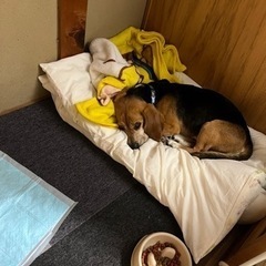 ビーグル里親募集 - 犬