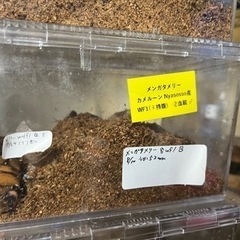 メンガタメリークワガタ　幼虫の画像