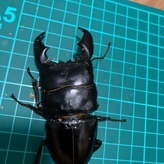スマトラヒラタクワガタ　93㎜ ♀×2
