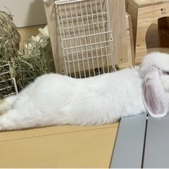 うさぎの里親探してます