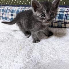 グレースモークキレイな子猫 - 鳴門市