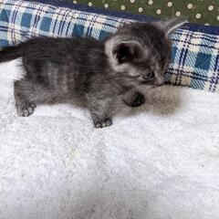 グレースモークキレイな子猫 - 里親募集
