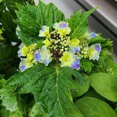 スターリットスカイ紫陽花