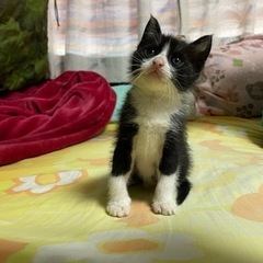 かわいい子猫里親募集！ - 猫