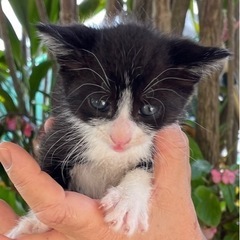かわいい子猫里親募集！