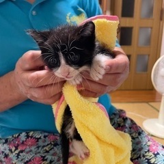 かわいい子猫里親募集！ − 沖縄県