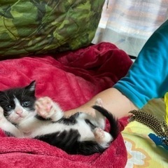 かわいい子猫里親募集！ - 島尻郡