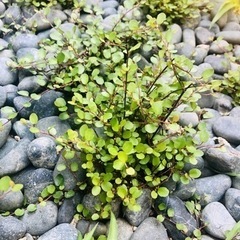 ワイヤープランツ♪の画像