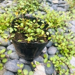 ワイヤープランツ♪の画像