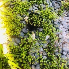 ワイヤープランツ♪の画像