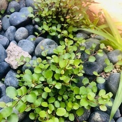 ワイヤープランツ♪の画像